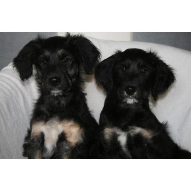 Border Doodle pups ( Labradoodle x Border Collie)