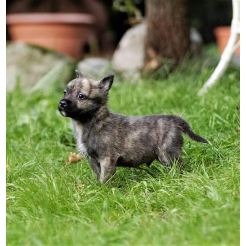 Zeer aparte boomer pup