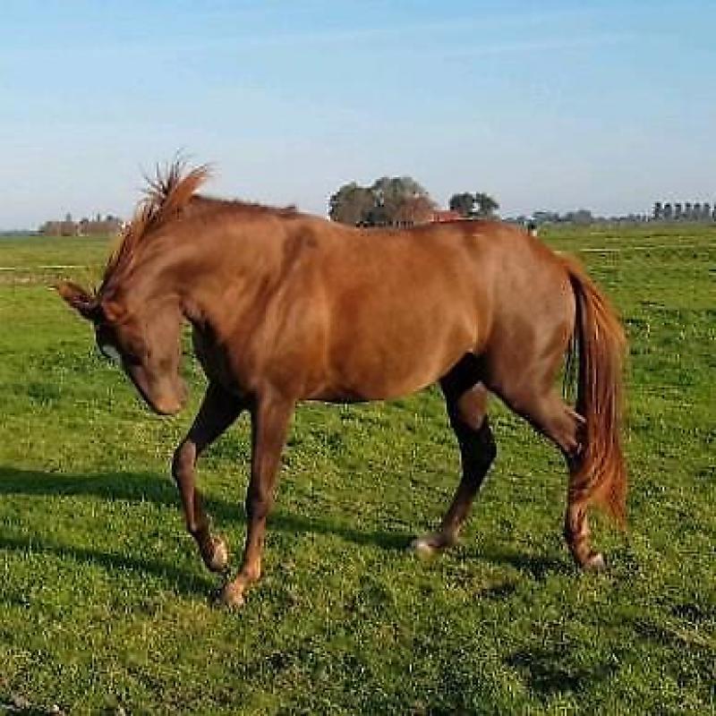2.5 jarige merrie Ferguson x Sierappel