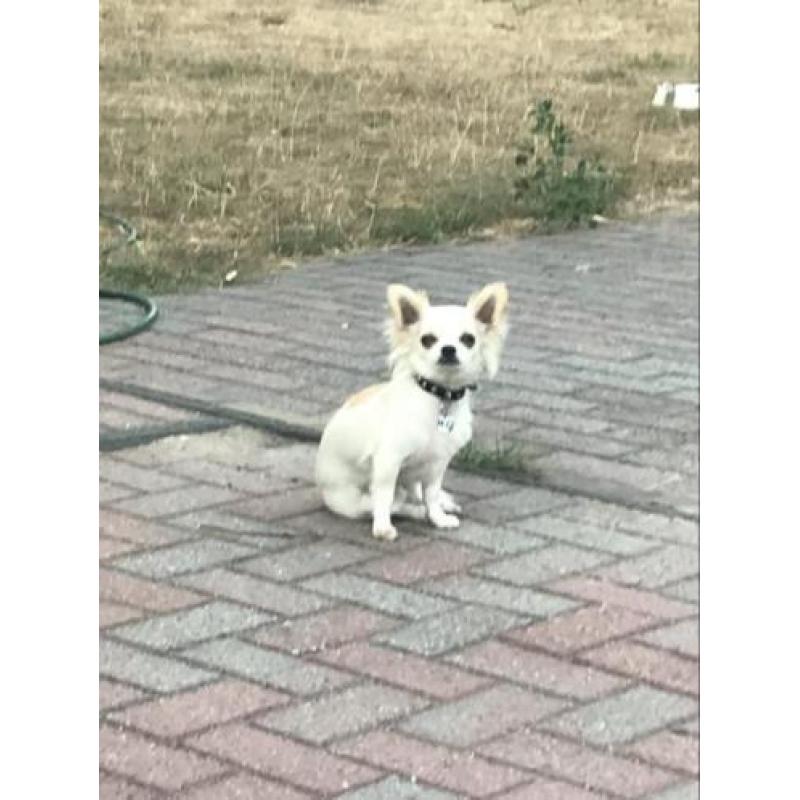 Chihuahua reutje en teefje
