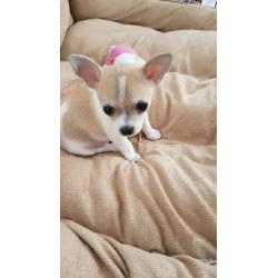 Mini Chihuahua reutje