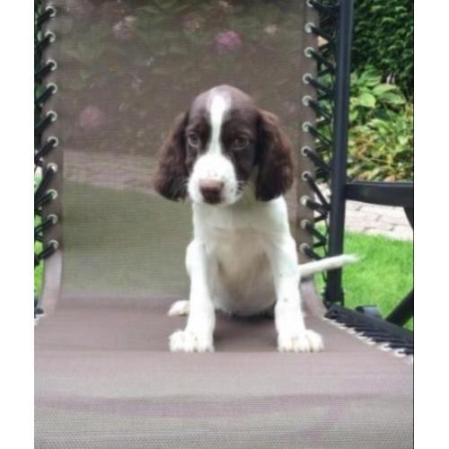 Tekoop mooie Engelse springers spaniël pups