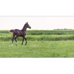 Tuigpaard Hengstveulen. Delviro x Dutch Design x Saffraan