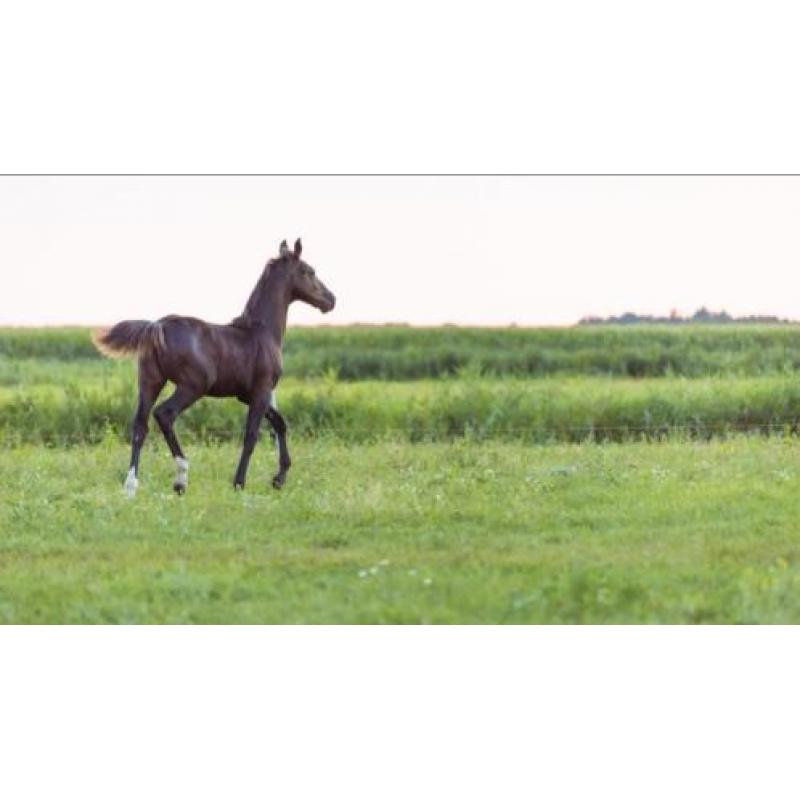 Tuigpaard Hengstveulen. Delviro x Dutch Design x Saffraan