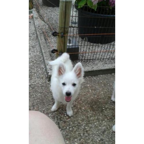 keeshondpups te koop