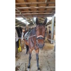 Super lieve 14 jarige merrie