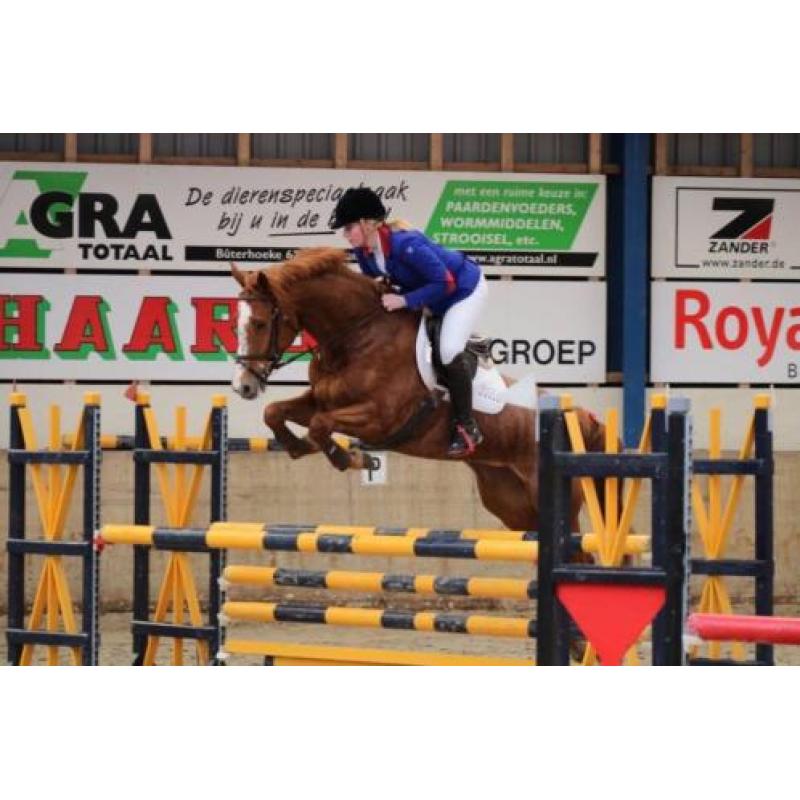 Super brave opvallende spring merrie te koop