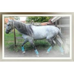 Andalusier ( cruzado ) hengst te koop