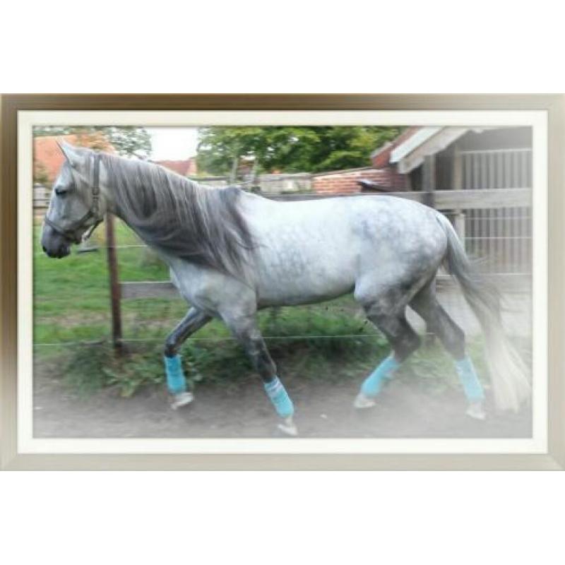 Andalusier ( cruzado ) hengst te koop