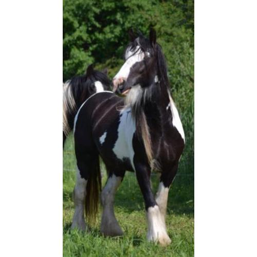 div. tinker s redelijke prijzen