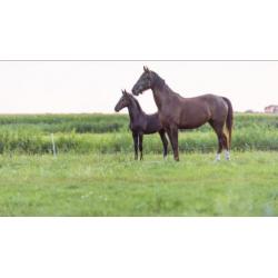 Tuigpaard Hengstveulen. Delviro x Dutch Design x Saffraan