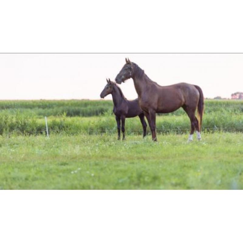 Tuigpaard Hengstveulen. Delviro x Dutch Design x Saffraan