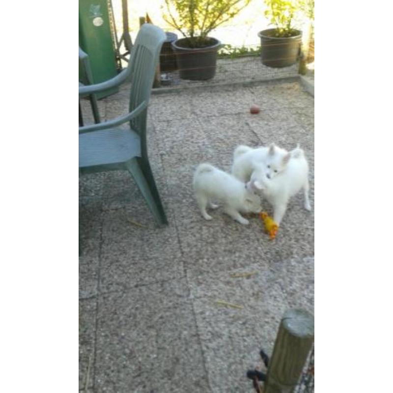 keeshondpups te koop