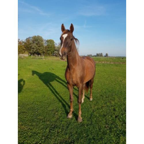 2.5 jarige merrie Ferguson x Sierappel