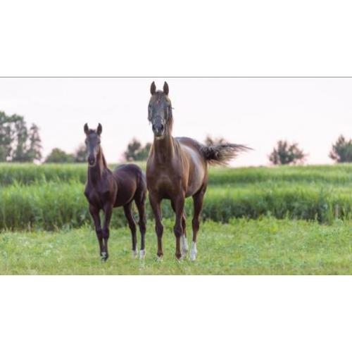 Tuigpaard Hengstveulen. Delviro x Dutch Design x Saffraan