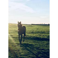 Ontzettend lieve, zwarte jaarling hengst