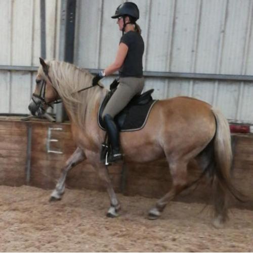 D-pony's goed bereden en braaf