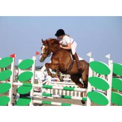 Super brave opvallende spring merrie te koop