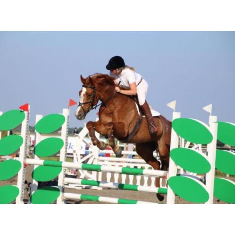 Super brave opvallende spring merrie te koop