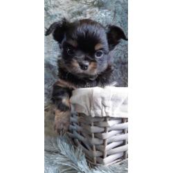 Chihuahua s raszuiver