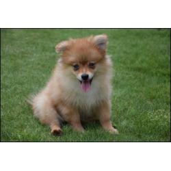 Pomeriaan pups