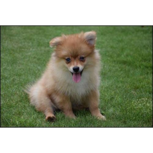 Pomeriaan pups