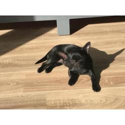 Chihuahua reutje en teefje