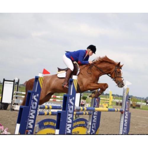 Super brave opvallende spring merrie te koop