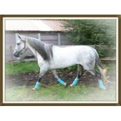Andalusier ( cruzado ) hengst te koop