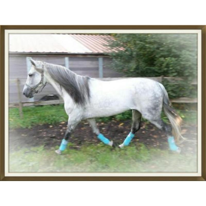 Andalusier ( cruzado ) hengst te koop