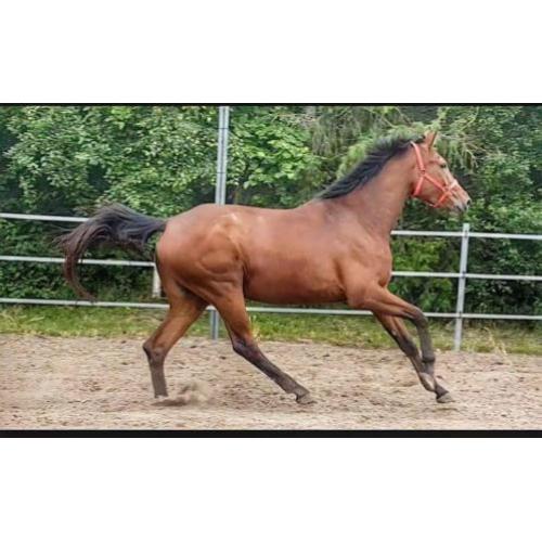 Zizi-top X wellington