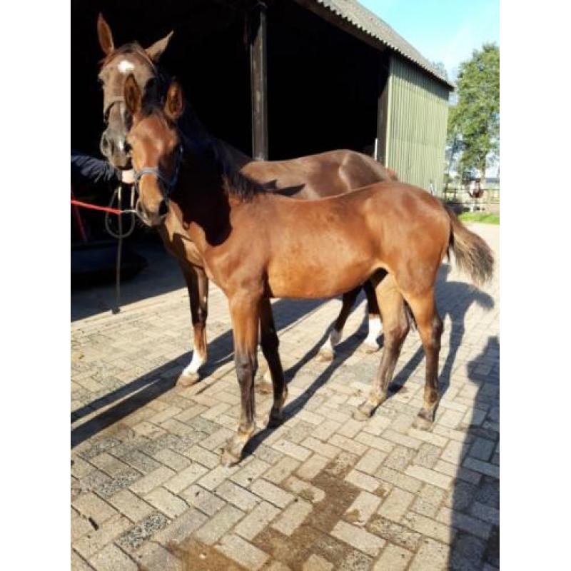 merrieveulen te koop