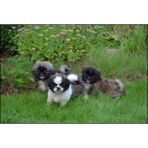 Pekingees pups
