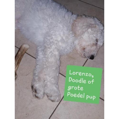 Ik ben 8 weken oud en op zoek naar een nieuwe roedelleider