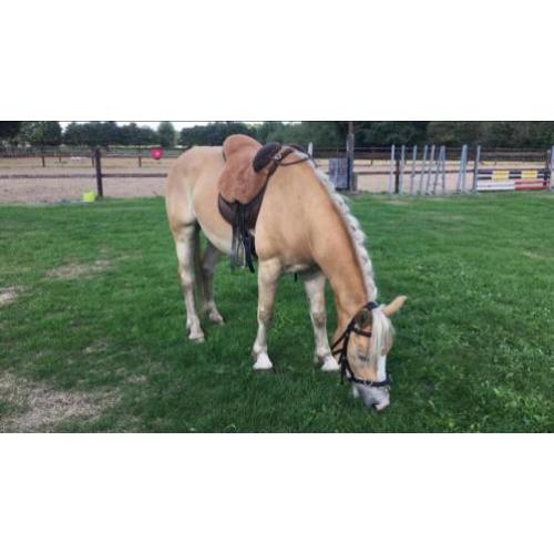 Haflinger Napoleon, 4 jaar