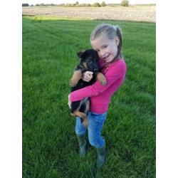Super mooie Duitse herder puppy's