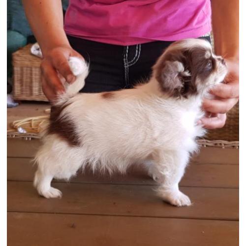 Choco bont reutje met fci 6 maanden