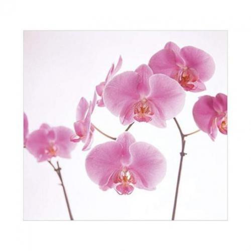 Fotobehang 35 pink Orchid NU€25