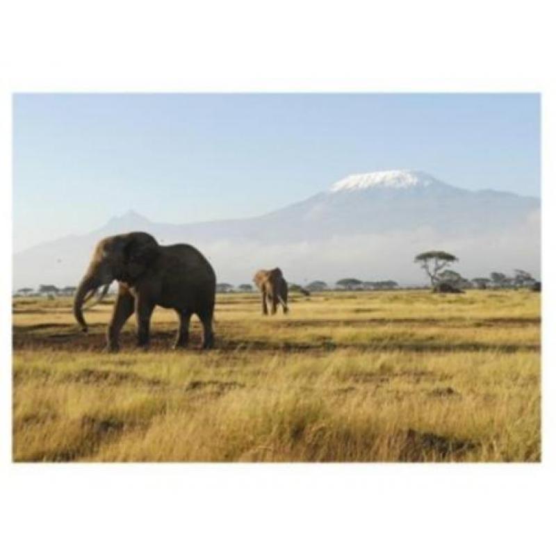 aanbieding Fotobehang 400x280cm afrika olifant voor €45
