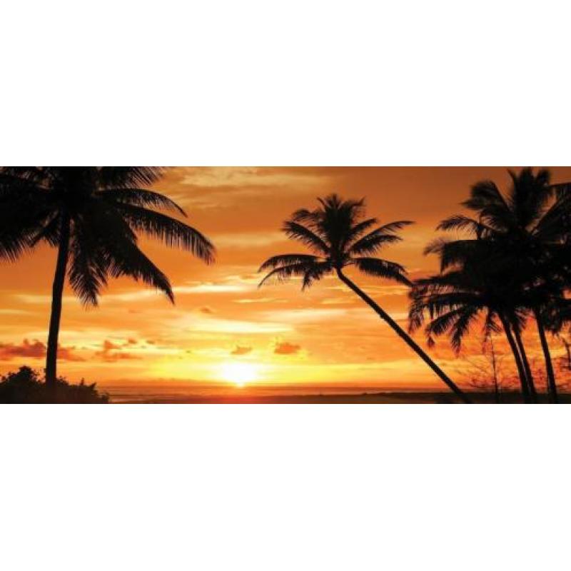 Palmen fotobehang zonsondergang, Palmbomen. Fotobehang4you