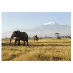aanbieding Fotobehang 400x280cm afrika olifant voor €45